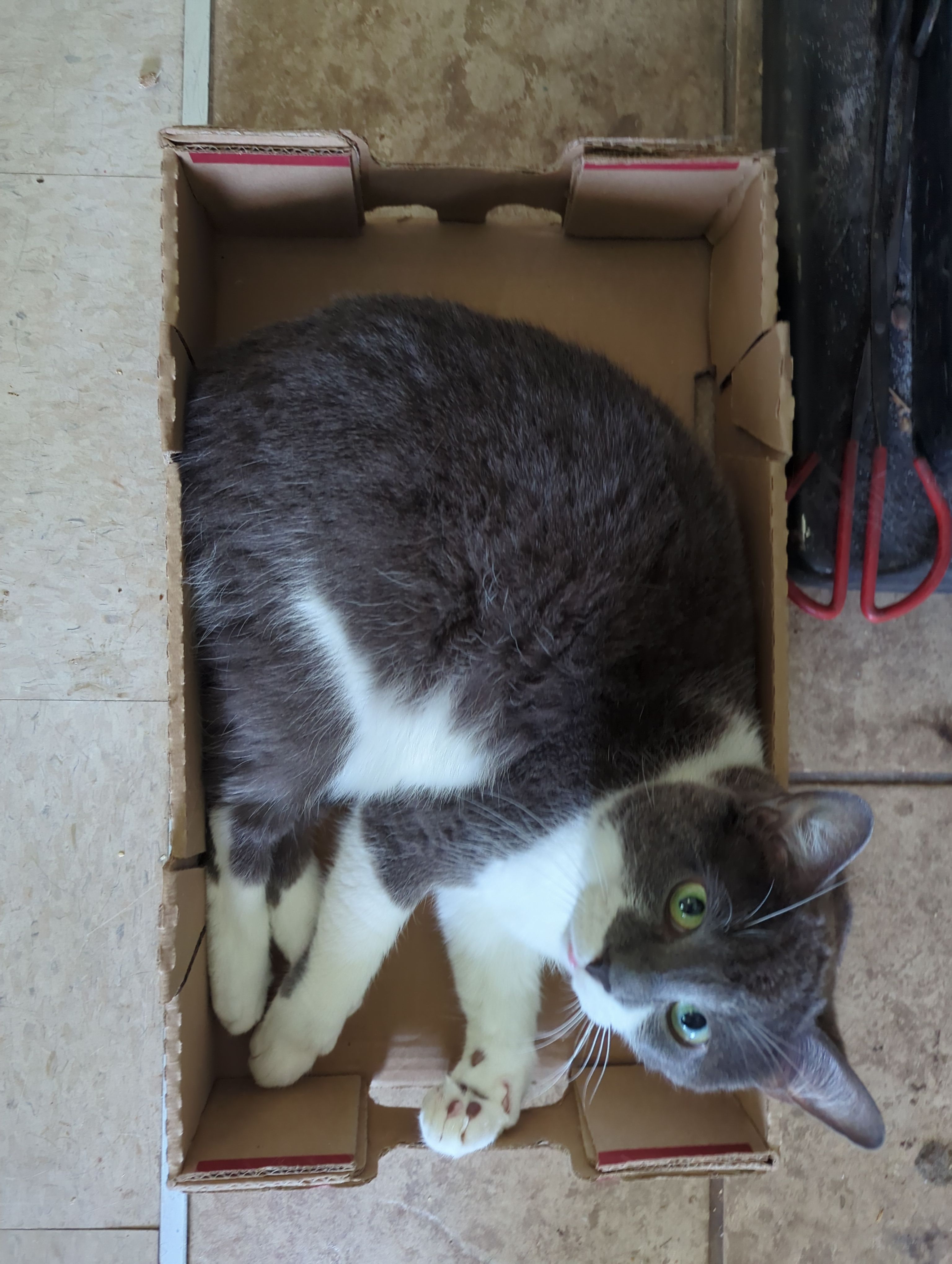 A picture of a cat in a box.